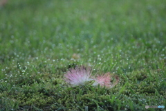 撮って出し(2025-07-08_05-07)-(Canon EOS 60D-3
