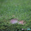 撮って出し(2025-07-08_05-07)-(Canon EOS 60D-3