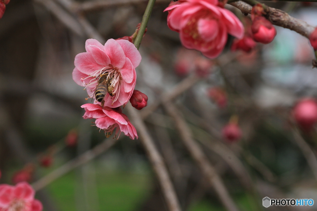 撮って出し(2025-04-06_09-47)-(Canon EOS 60D-9