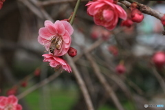 撮って出し(2025-04-06_09-47)-(Canon EOS 60D-9