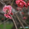 撮って出し(2025-04-06_09-47)-(Canon EOS 60D-9