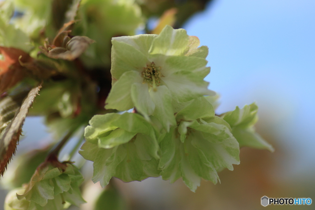 撮って出し(2025-04-30_14-16)-(Canon EOS 60D-9