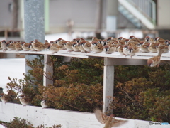 撮って出し(2025-02-18_09-11)-(E-M5-150(OLYMPU