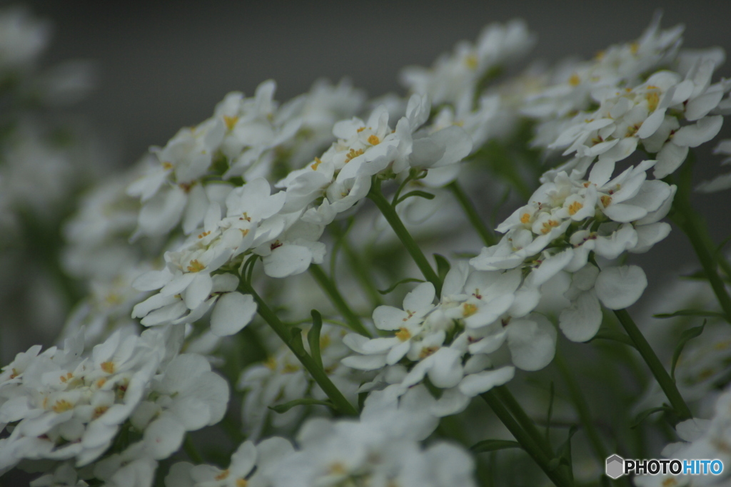 撮って出し(2025-05-06_15-22)-(Canon EOS 60D-3