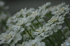 撮って出し(2025-05-06_15-22)-(Canon EOS 60D-3