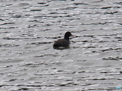 撮って出し(2025-04-07_11-12)-(E-M5-150(OLYMPU