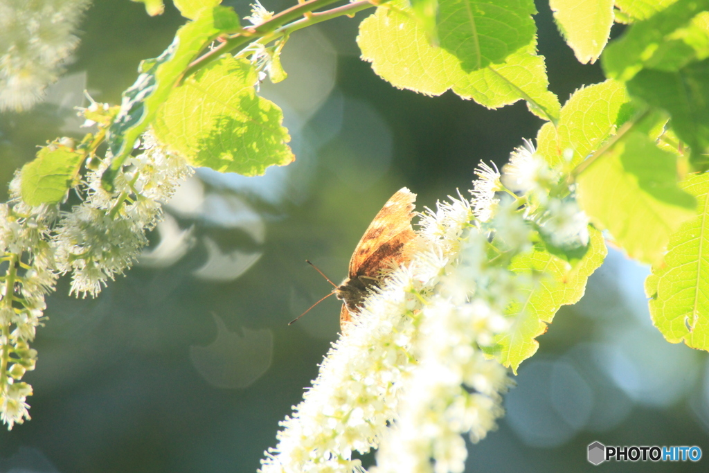 撮って出し(2025-05-08_16-14)-(Canon EOS 60D-3