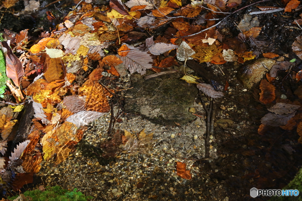 撮って出し(2025-11-04_10-30)-(Canon EOS 6D-13