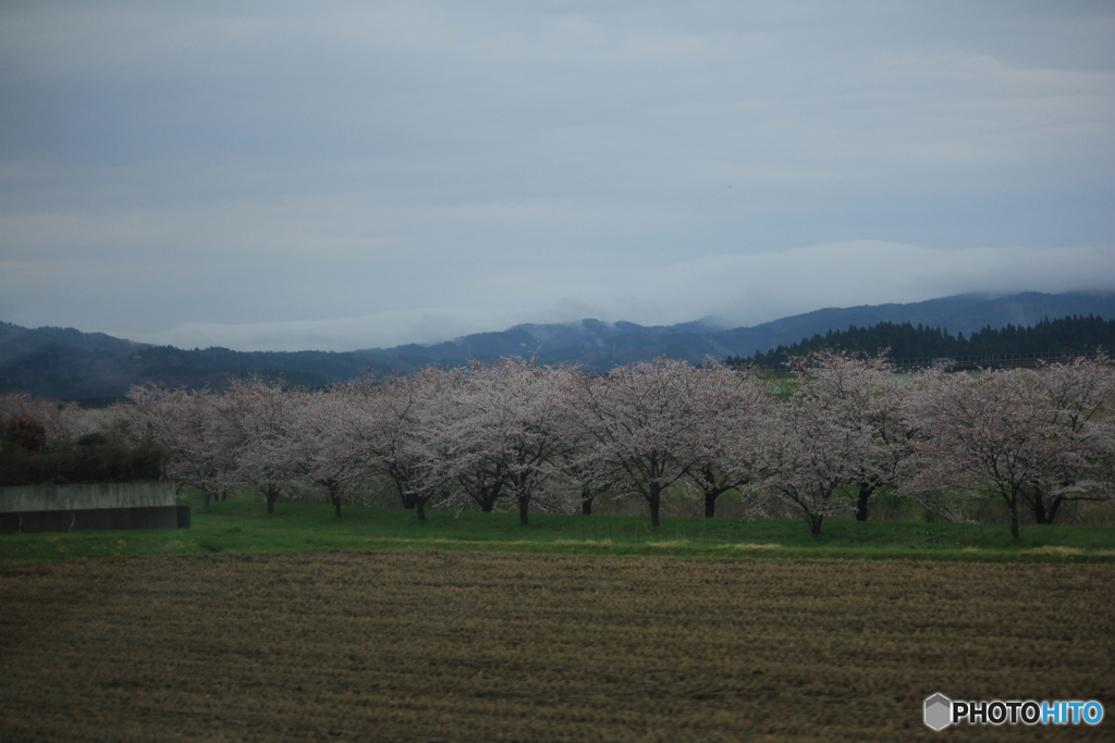 撮って出し(2025-04-18_09-00)-(Canon EOS 60D-6