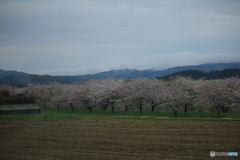 撮って出し(2025-04-18_09-00)-(Canon EOS 60D-6