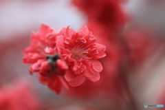 撮って出し(2025-04-27_13-30)-(Canon EOS 60D-9