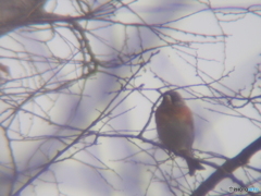 撮って出し(2025-03-03_12-41)-(E-M5-0())