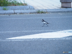 撮って出し-E-M5-150.0-23_08_16_P8164479-0