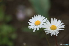 撮って出し(2025-04-25_10-06)-(Canon EOS 60D-9