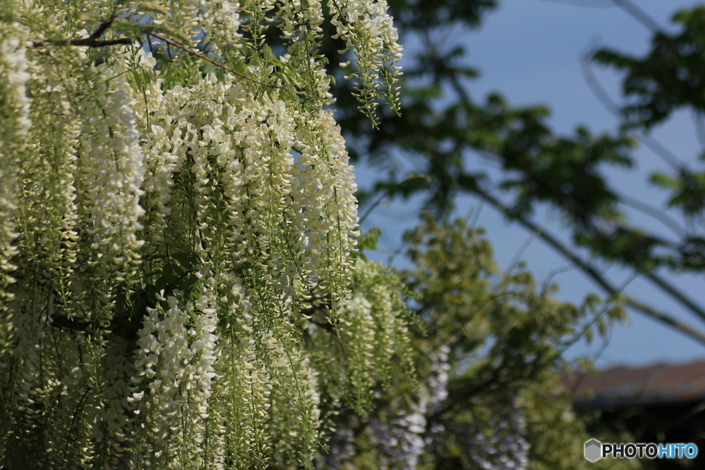 撮って出し-Canon EOS 60D-90.0-23_05_12-3