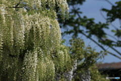 撮って出し-Canon EOS 60D-90.0-23_05_12-3