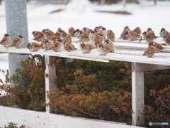 撮って出し(2025-02-18_09-13)-(E-M5-150(OLYMPU