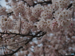 撮って出し(2025-04-17_11-29)-(E-M5-75(OLYMPUS