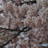 撮って出し(2025-04-17_11-29)-(E-M5-75(OLYMPUS