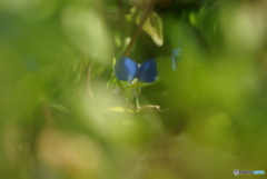 撮って出し(2025-09-28_09-58)-(PENTAX K10D-300