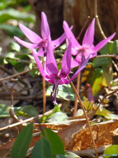 撮って出し(2024-04-07_10-00)-(Canon PowerShot