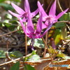 撮って出し(2024-04-07_10-00)-(Canon PowerShot