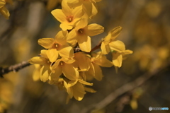 撮って出し(2024-04-10_16-26)-(Canon EOS 6D-90