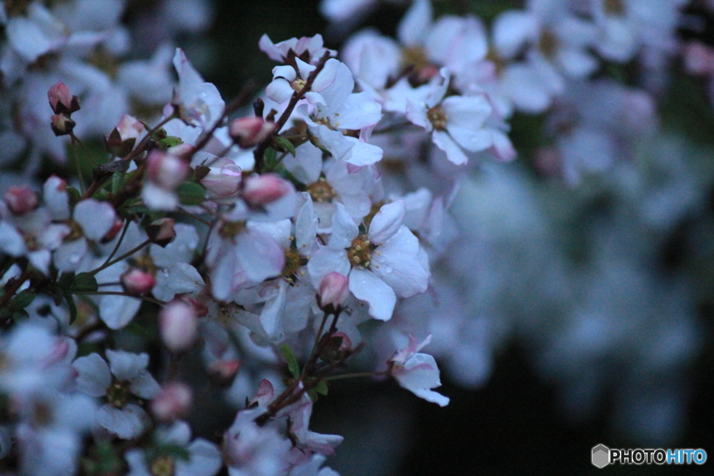 撮って出し(2025-04-20_05-13)-(Canon EOS 60D-2