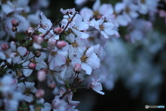 撮って出し(2025-04-20_05-13)-(Canon EOS 60D-2