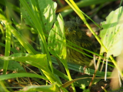 撮って出し(2024-06-12_06-51)-(E-M5-150(OLYMPU