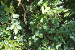 撮って出し(2025-10-15_11-03)-(Canon EOS 60D-1