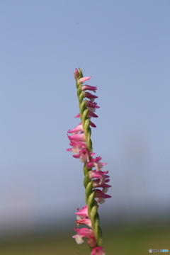 撮って出し(2024-07-16_14-50)-(Canon EOS 6D-90