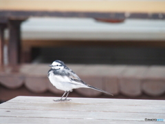 撮って出し(2024-03-05_10-36)-(E-M5-150(OLYMPU