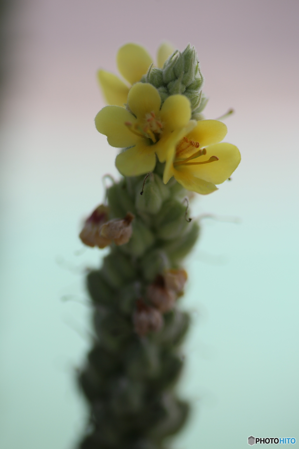 撮って出し(2025-07-11_10-13)-(Canon EOS 6D-90