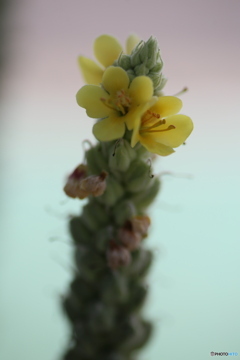 撮って出し(2025-07-11_10-13)-(Canon EOS 6D-90