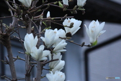 撮って出し(2025-04-20_05-22)-(Canon EOS 60D-2