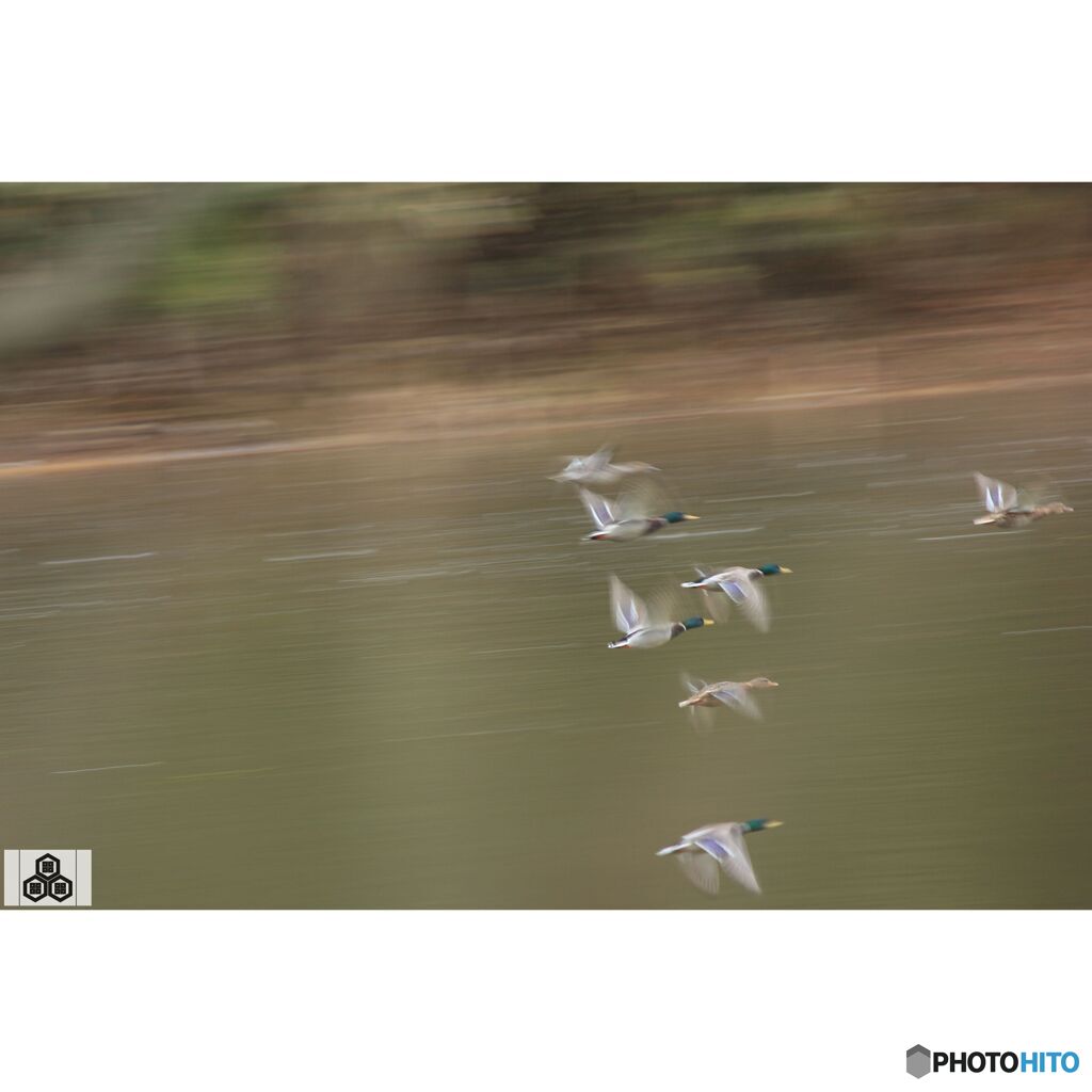 撮って出し(2023-11-26_08-31)-250-EF-S55-250mm