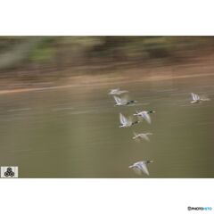 撮って出し(2023-11-26_08-31)-250-EF-S55-250mm