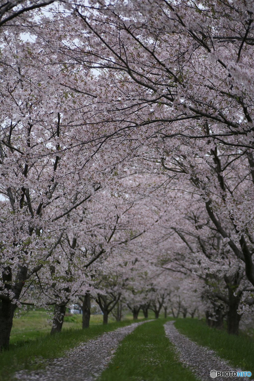 撮って出し(2025-04-24_18-09)-(Canon EOS 6D-90