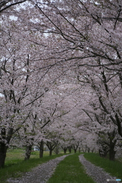 撮って出し(2025-04-24_18-09)-(Canon EOS 6D-90