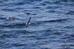 撮って出し-Canon EOS 60D-250.0-23_06_06-5