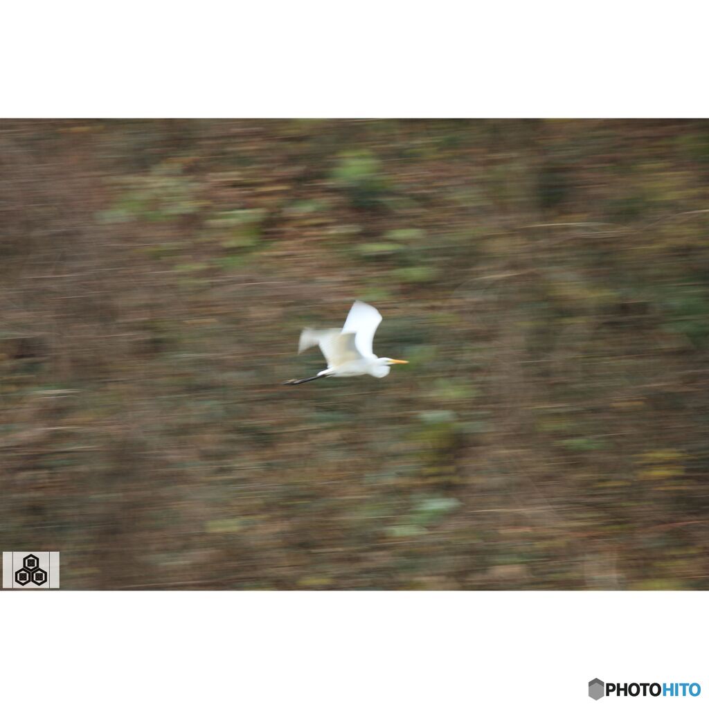 撮って出し(2023-11-26_08-36)-250-EF-S55-250mm