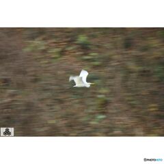 撮って出し(2023-11-26_08-36)-250-EF-S55-250mm