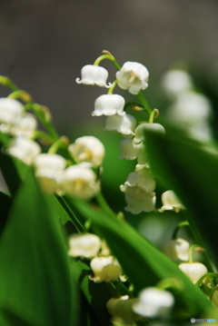 撮って出し(2024-11-28_13-45)-(NIKON D200-200(