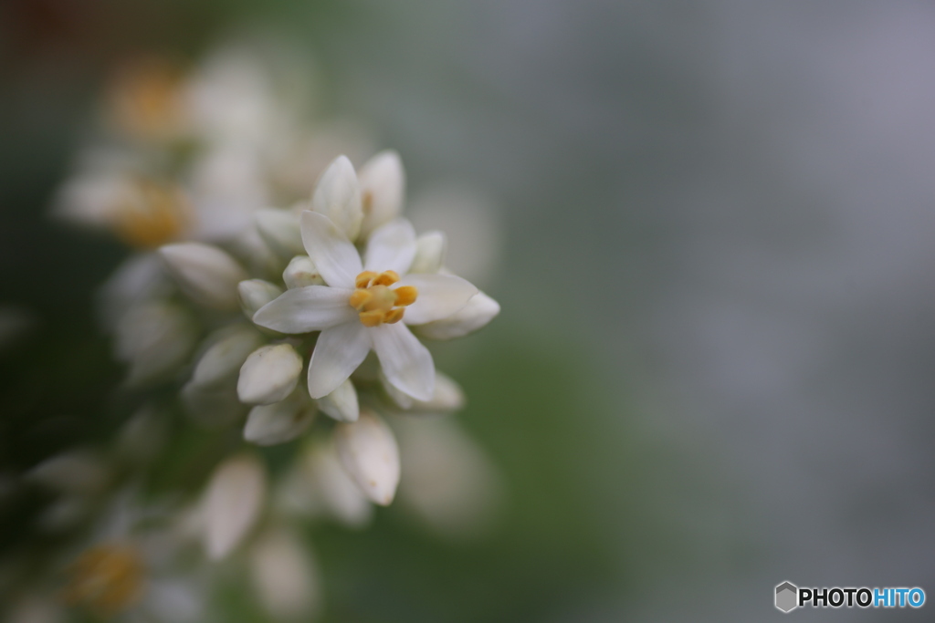 撮って出し(2025-06-30_16-16)-(Canon EOS 6D-90