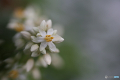 撮って出し(2025-06-30_16-16)-(Canon EOS 6D-90