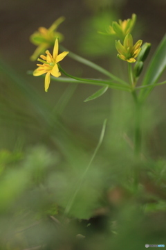 撮って出し(2025-04-06_09-09)-(Canon EOS 60D-9