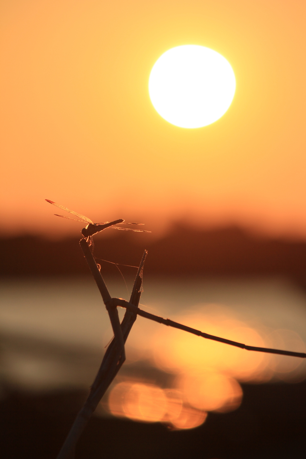 撮って出し(2024-09-10_17-43)-(Canon EOS 60D-1