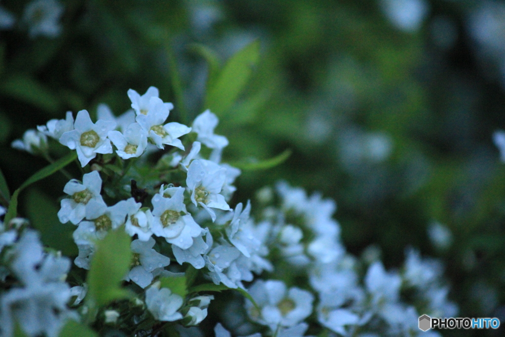撮って出し(2025-04-20_05-13)-(Canon EOS 60D-2