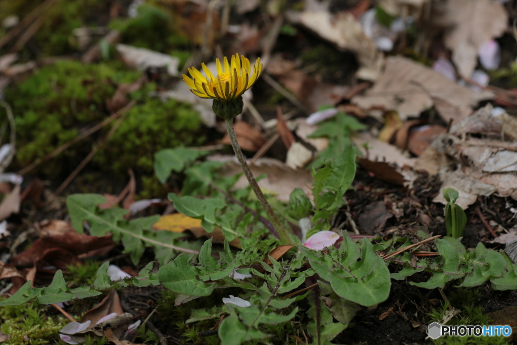 撮って出し(2024-04-18_09-19)-(Canon EOS 6D-90